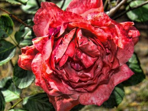Mystifying Beauty